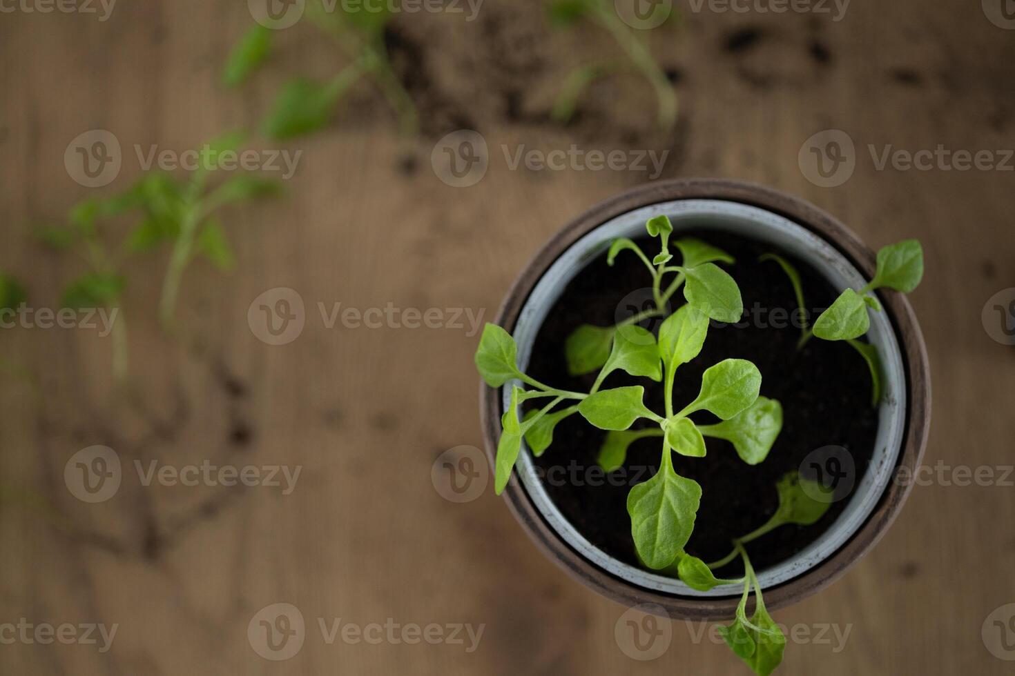 plante transplantation, pot avec Jeune épinard sur en bois tableau, croissance récolte à l'intérieur photo