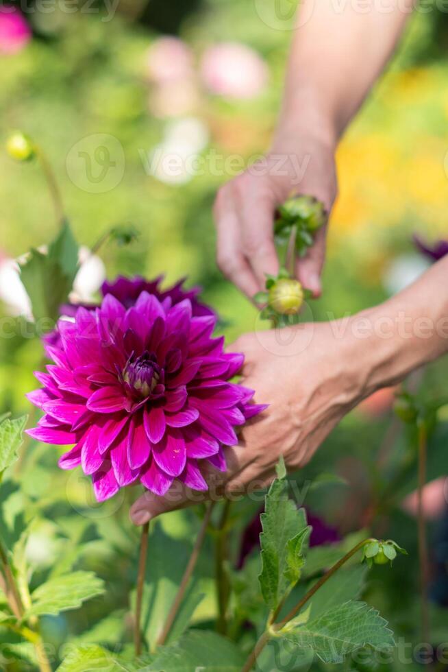 violet décoratif luxe, Thomas edison dahlia dans Floraison dans le été jardin, Naturel floral Contexte photo