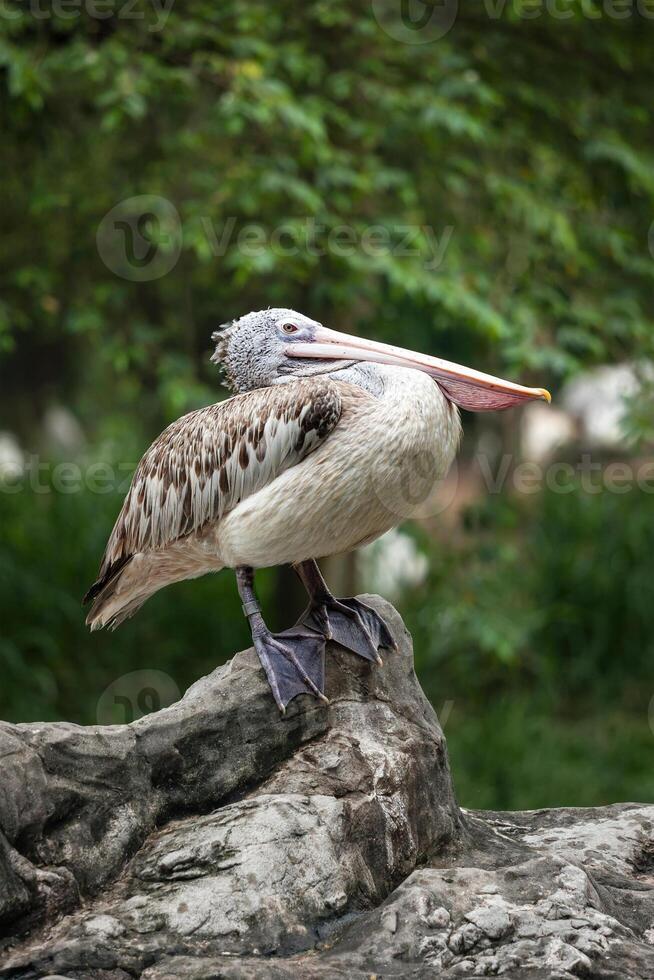 place facturé pélican ou gris pélican pelecanus philippensis photo