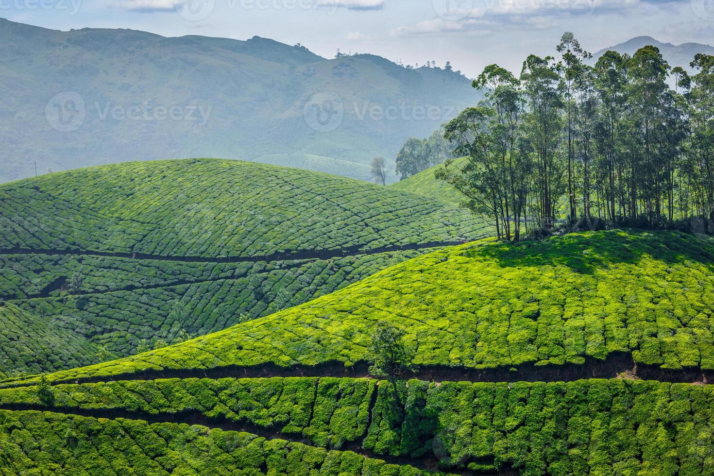 thé plantations. Munnar, Kerala, Inde photo