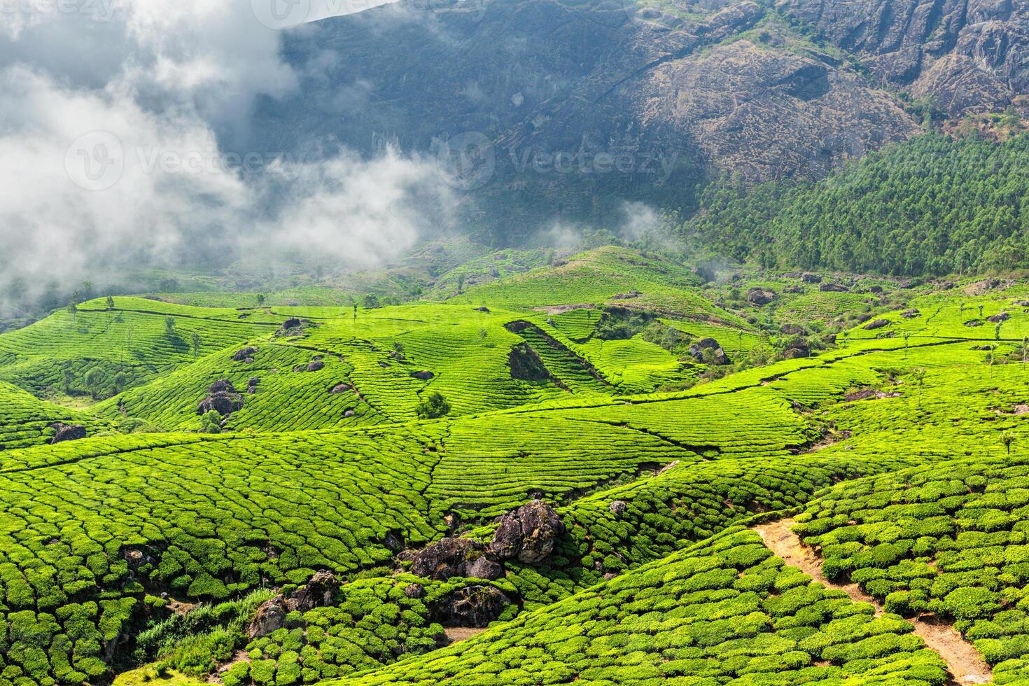 thé plantations, Munnar, Kerala État, Inde photo