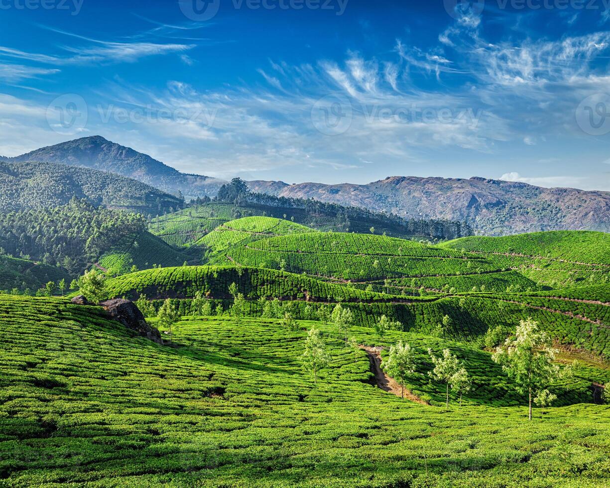 thé plantations, Munnar, Kerala État, Inde photo
