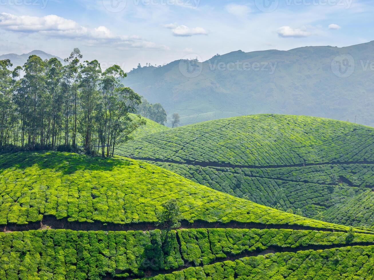 thé plantations. Munnar, Kerala, Inde photo