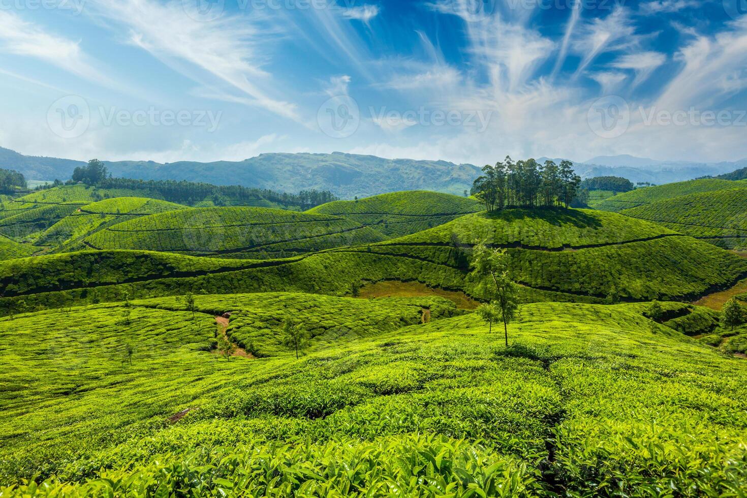 thé plantations dans Munnar, Kerala photo