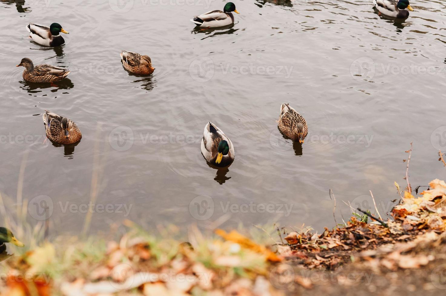 plusieurs canards sauvages de la ville nagent dans l'étang d'automne avec des feuilles tombées dans le parc d'automne photo