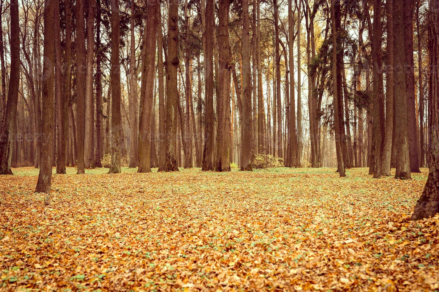 temps d'automne automne doré photo