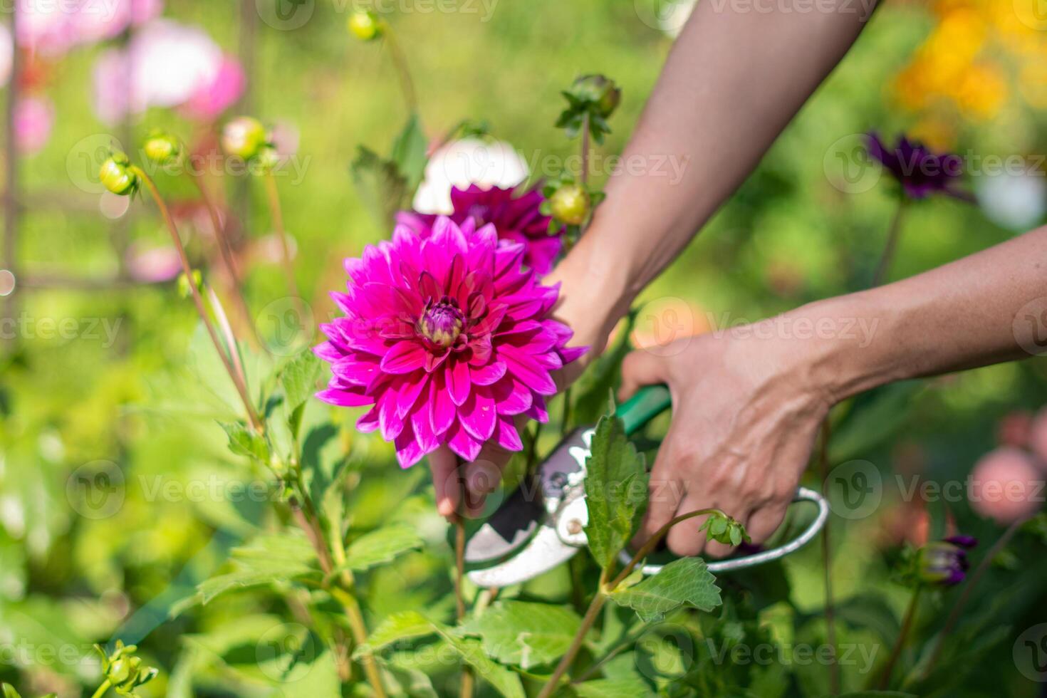 violet décoratif luxe, Thomas edison dahlia dans Floraison dans le été jardin, Naturel floral Contexte photo