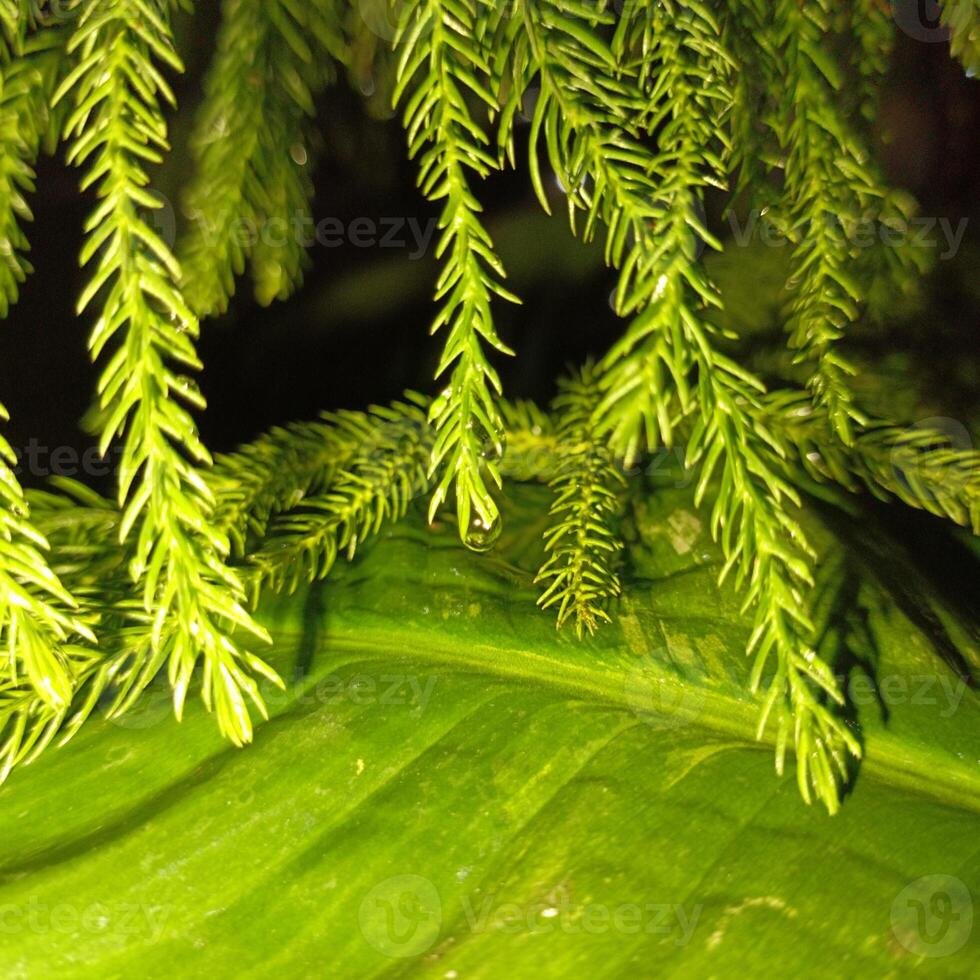 photo de pin feuilles exposé à eau de pluie