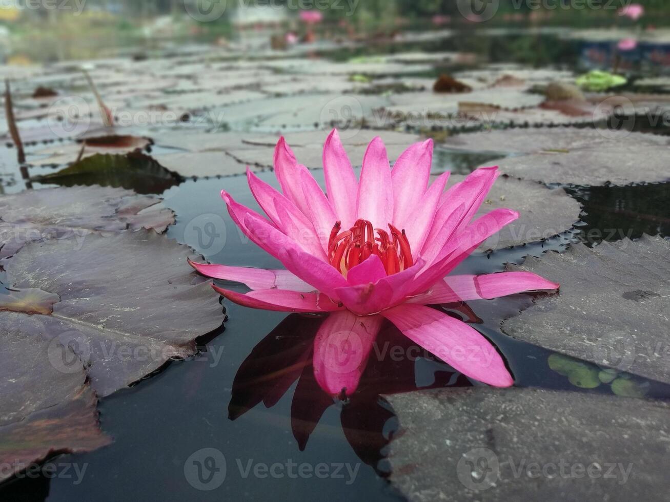 lotus fleur flottant sur l'eau la nature Contexte bureau fond d'écran photo