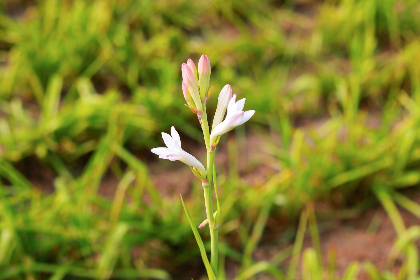 blanc freesia fleur sur vert herbe arrière-plan, fermer de photo
