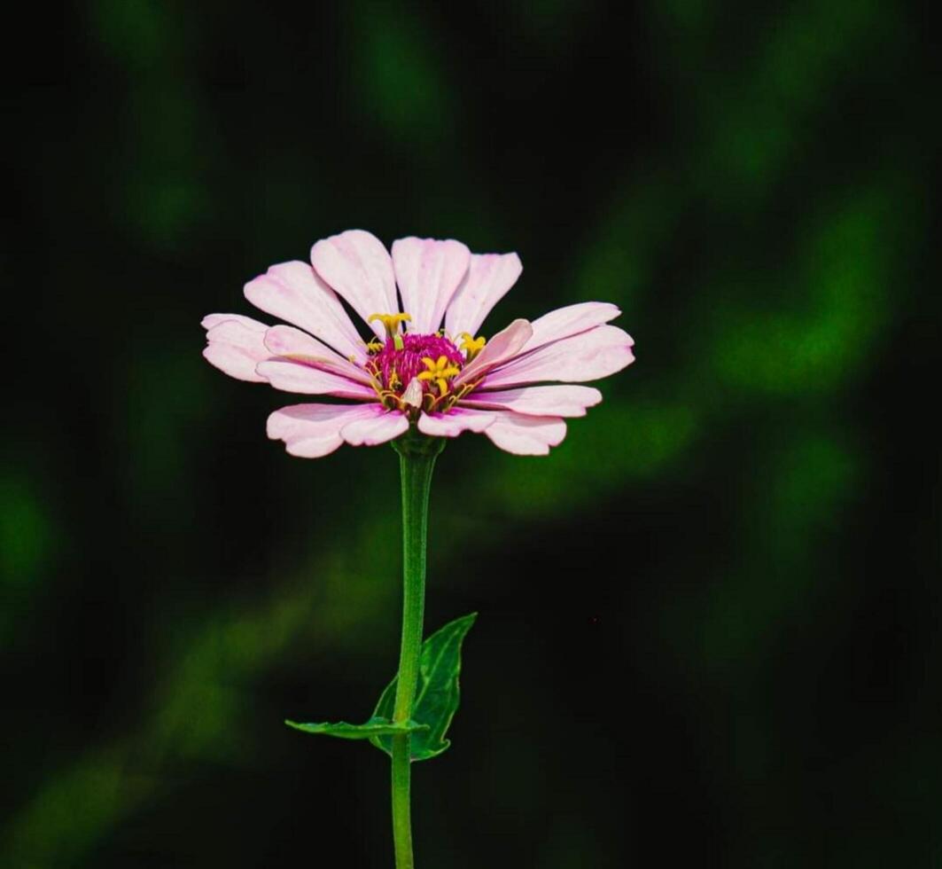 magnifique épanouissement fleur dans jardin photo