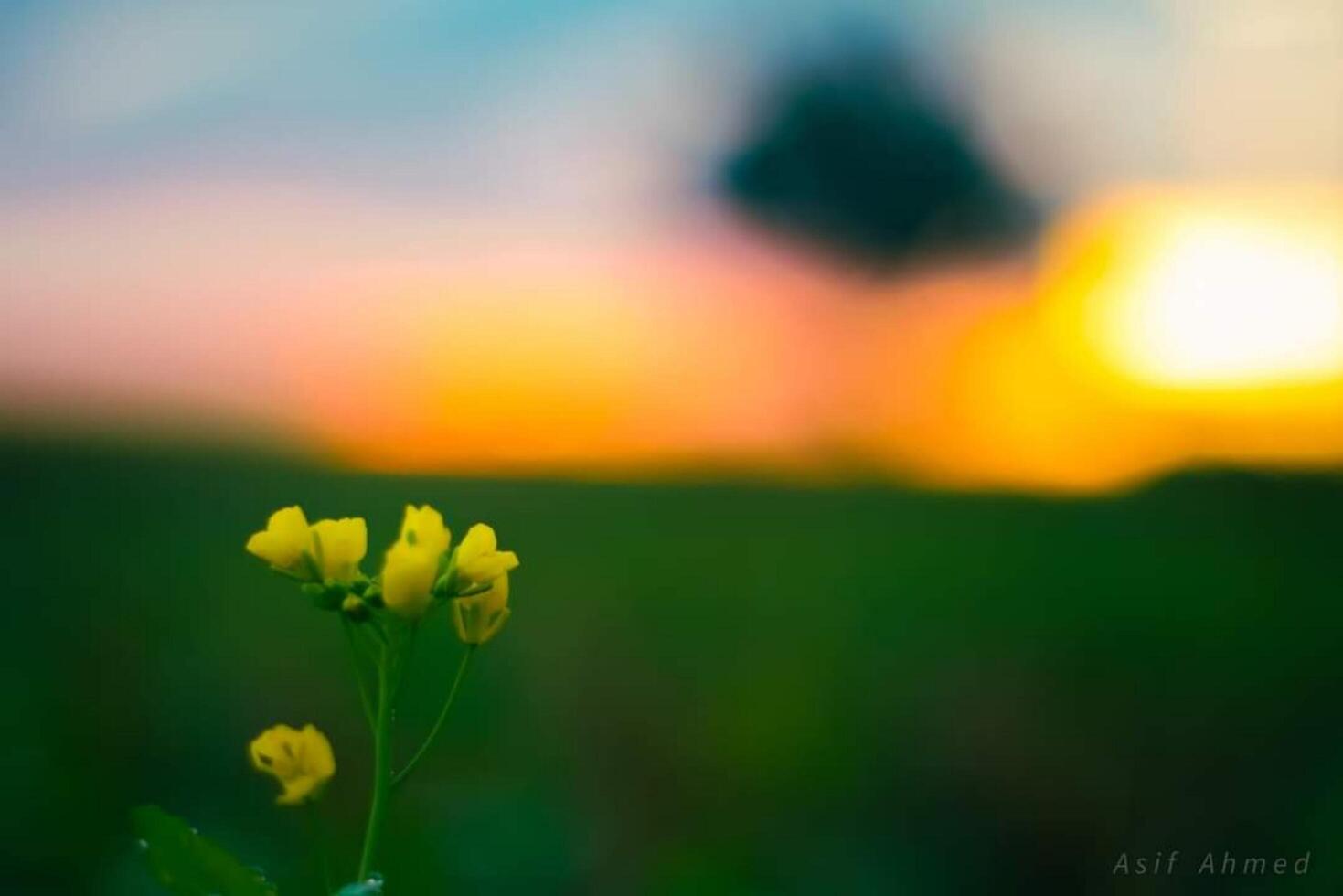 magnifique épanouissement fleur photo