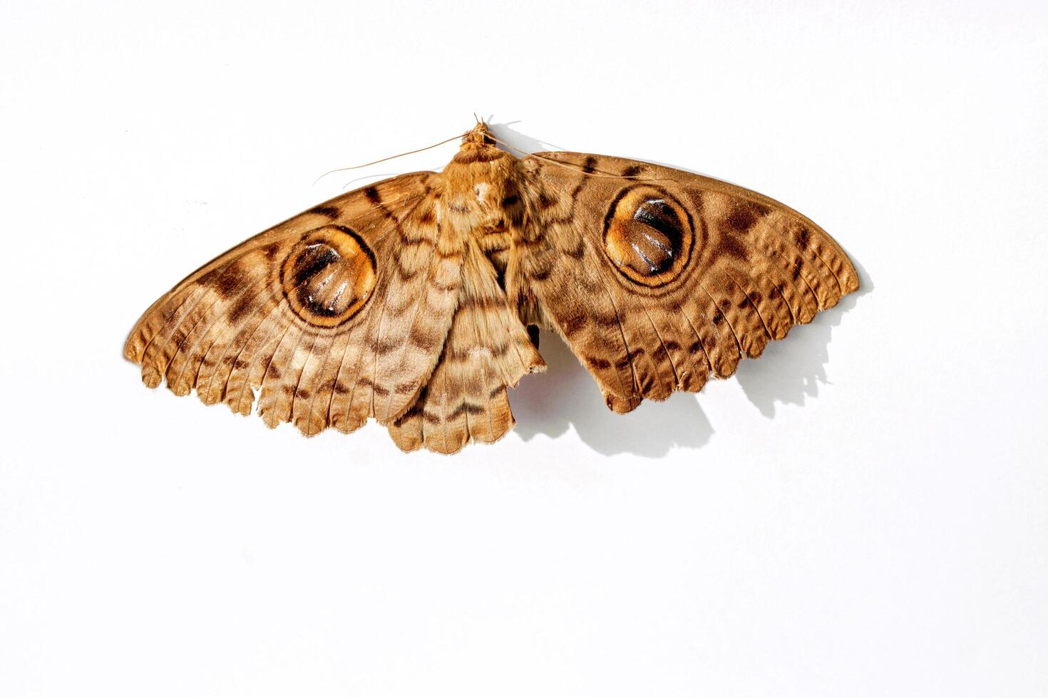 Haut vue de nuit papillon isoler sur blanc Contexte. photo