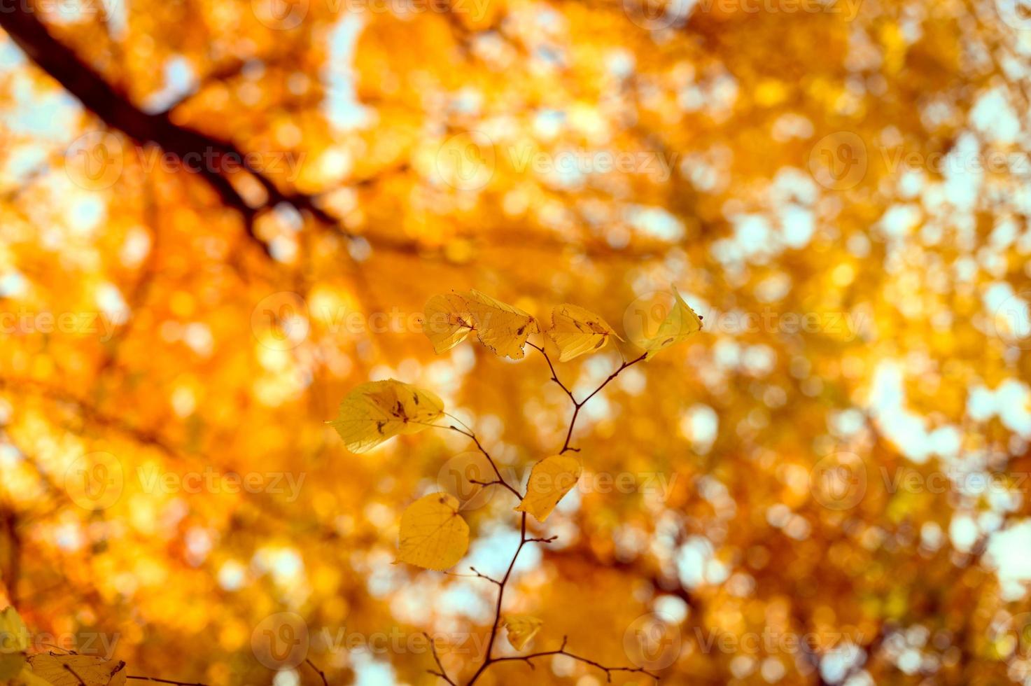 automne doré photo