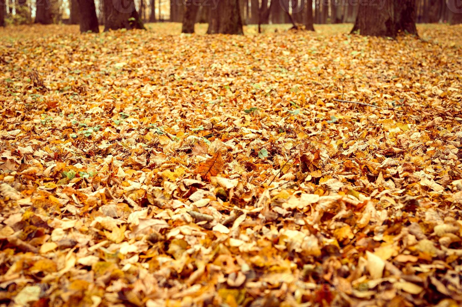 temps d'automne automne doré photo