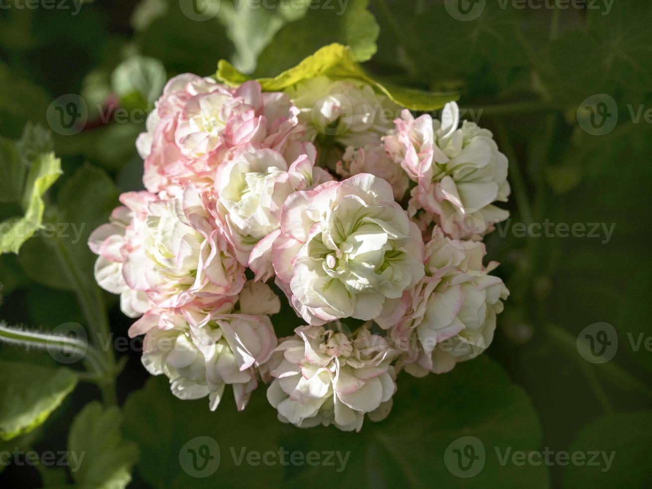grappe de fleurs de géranium pélargonium, variété appleblossom rosebud photo