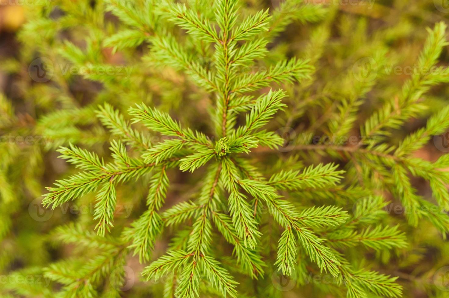 une petite épinette ou sapin à feuilles persistantes dans la forêt d'automne photo