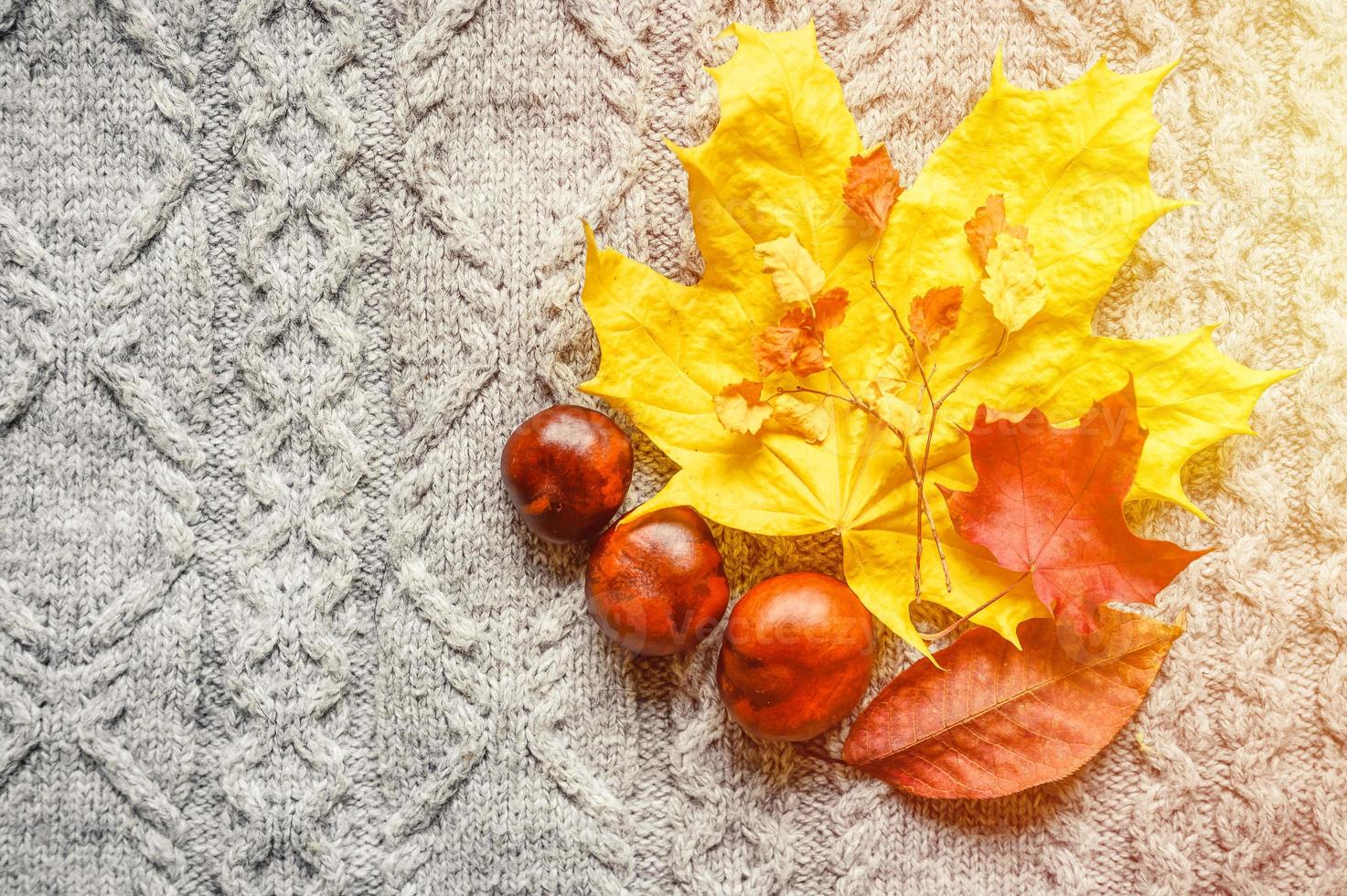 feuilles d'automne jaunes et rouges d'érable et de cerisier, et trois châtaignes sont situées sur le fond d'un pull tricoté gris confortable photo