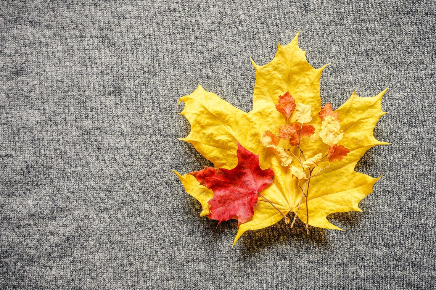 feuilles d'érable jaunes et rouges d'automne sur le fond du pull tricoté confortable gris photo