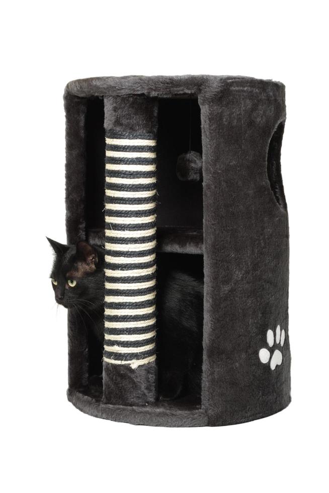 chat noir en griffoir chat gris photo