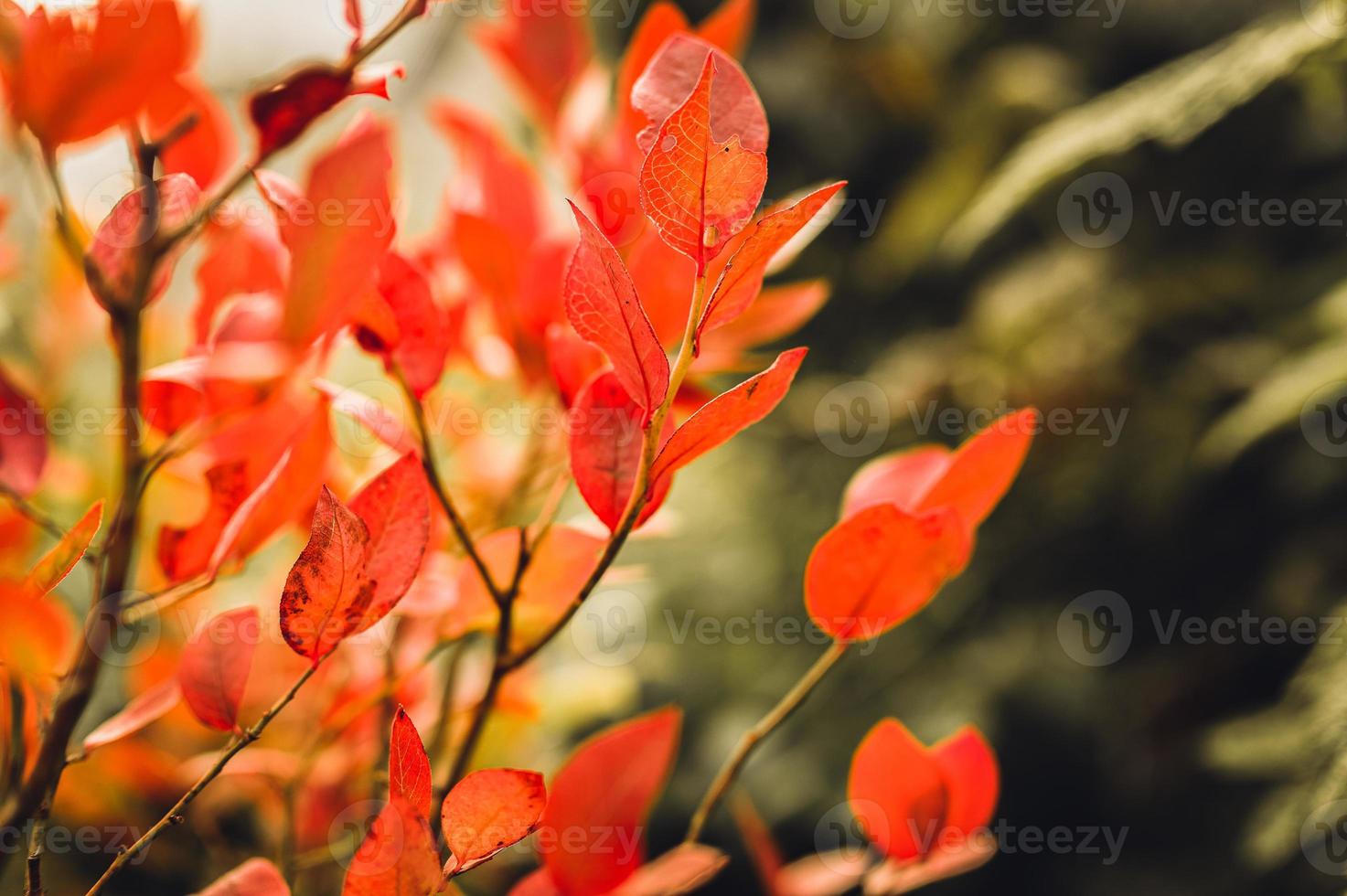 buisson d'automne avec des feuilles de myrtille photo