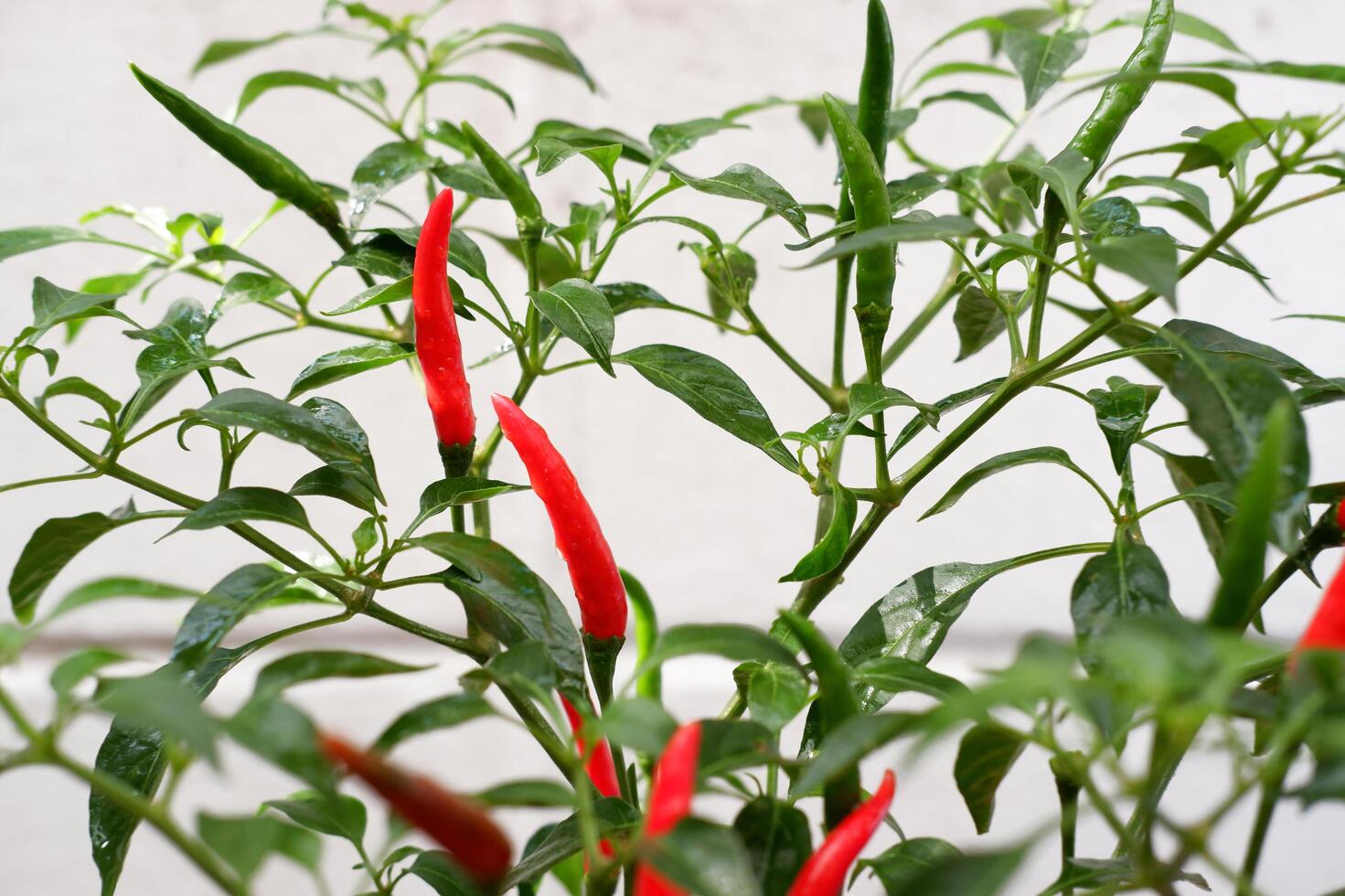 Frais rouge le Chili poivre plante photo