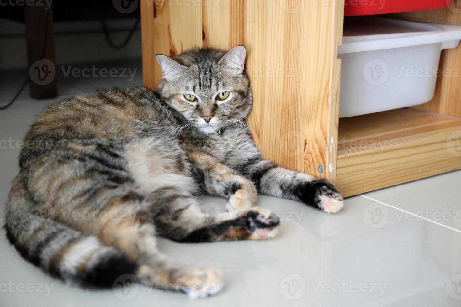 chat dans la maison photo