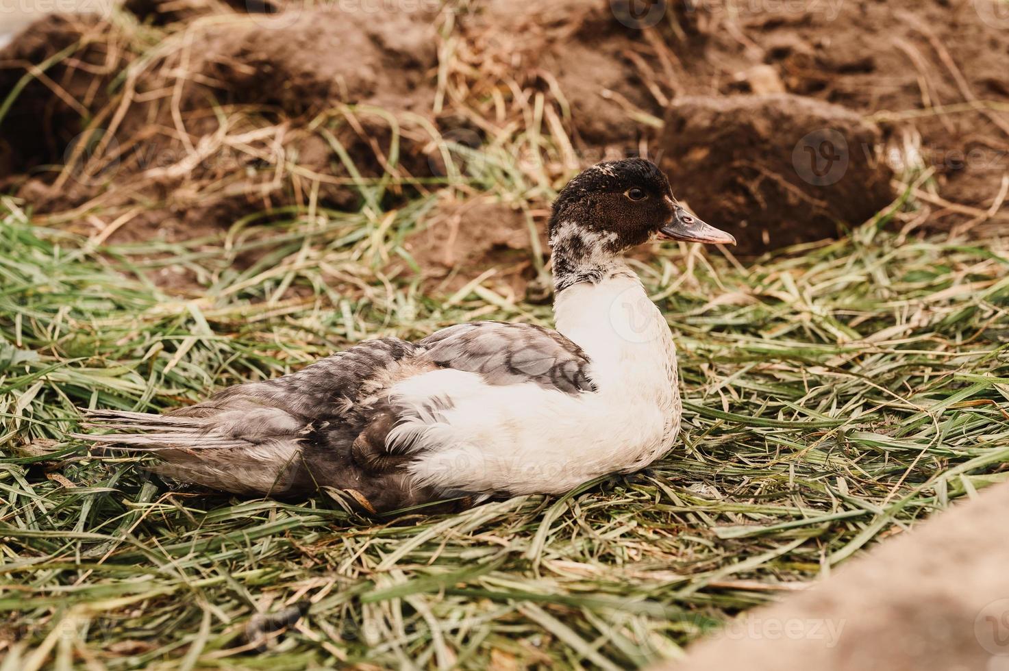 canard musqué ou indo dans une ferme dans un poulailler photo