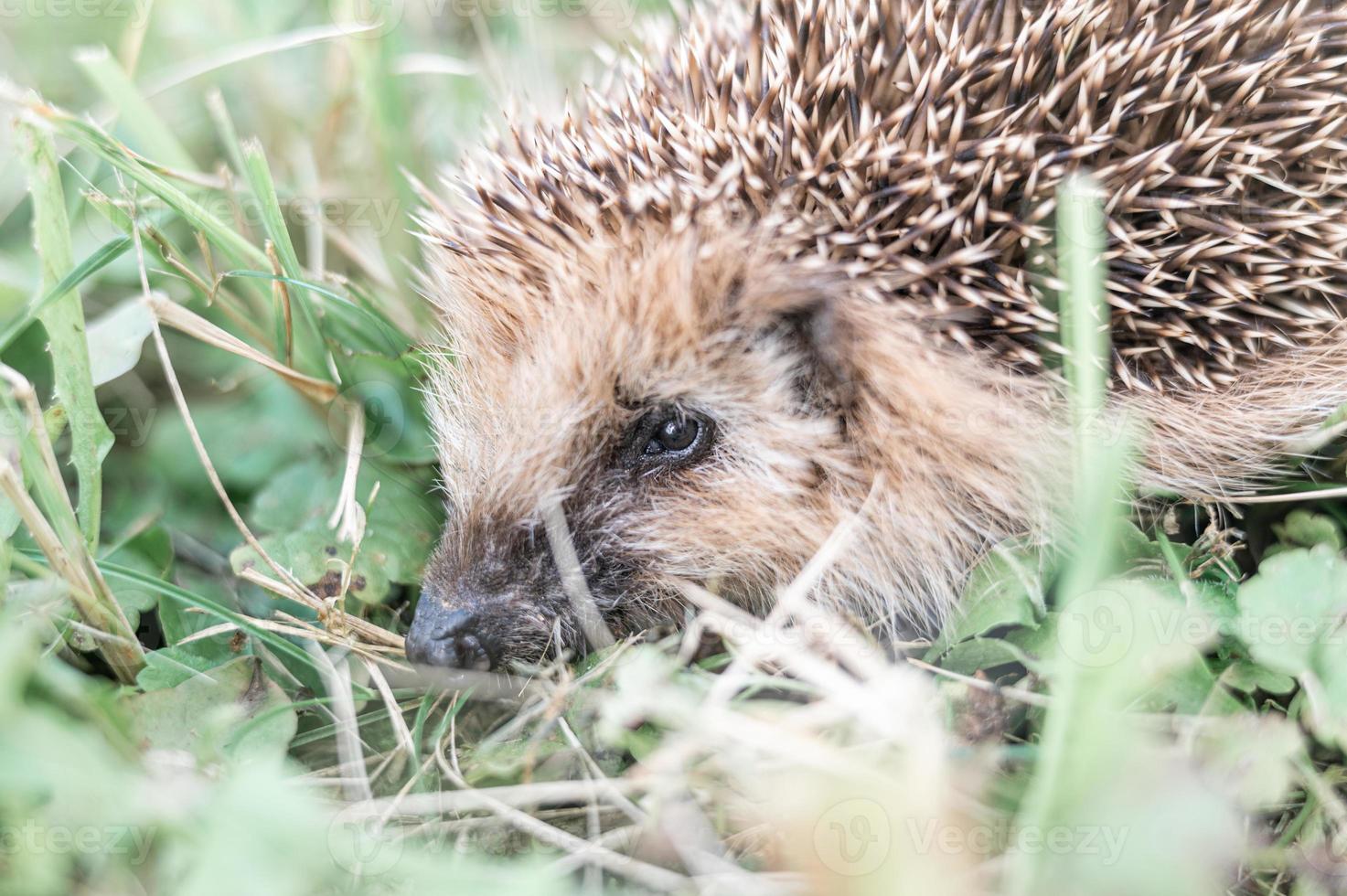 petit hérisson animal photo