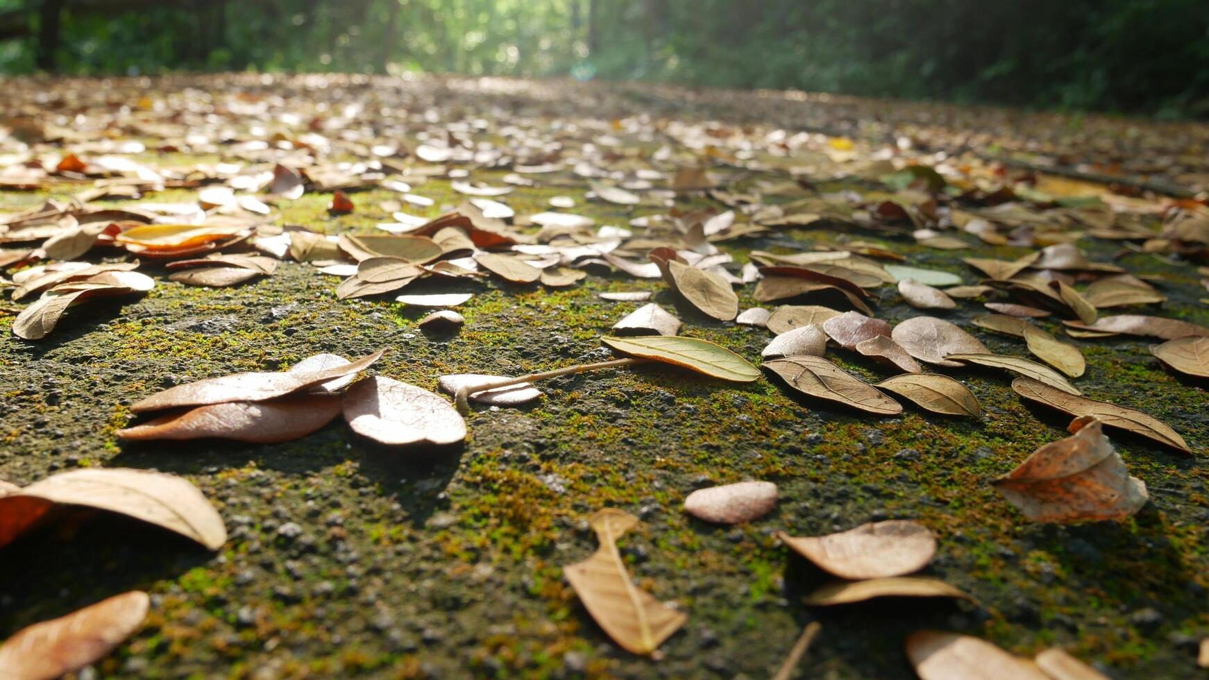 feuilles tombant des branches des arbres au sol photo