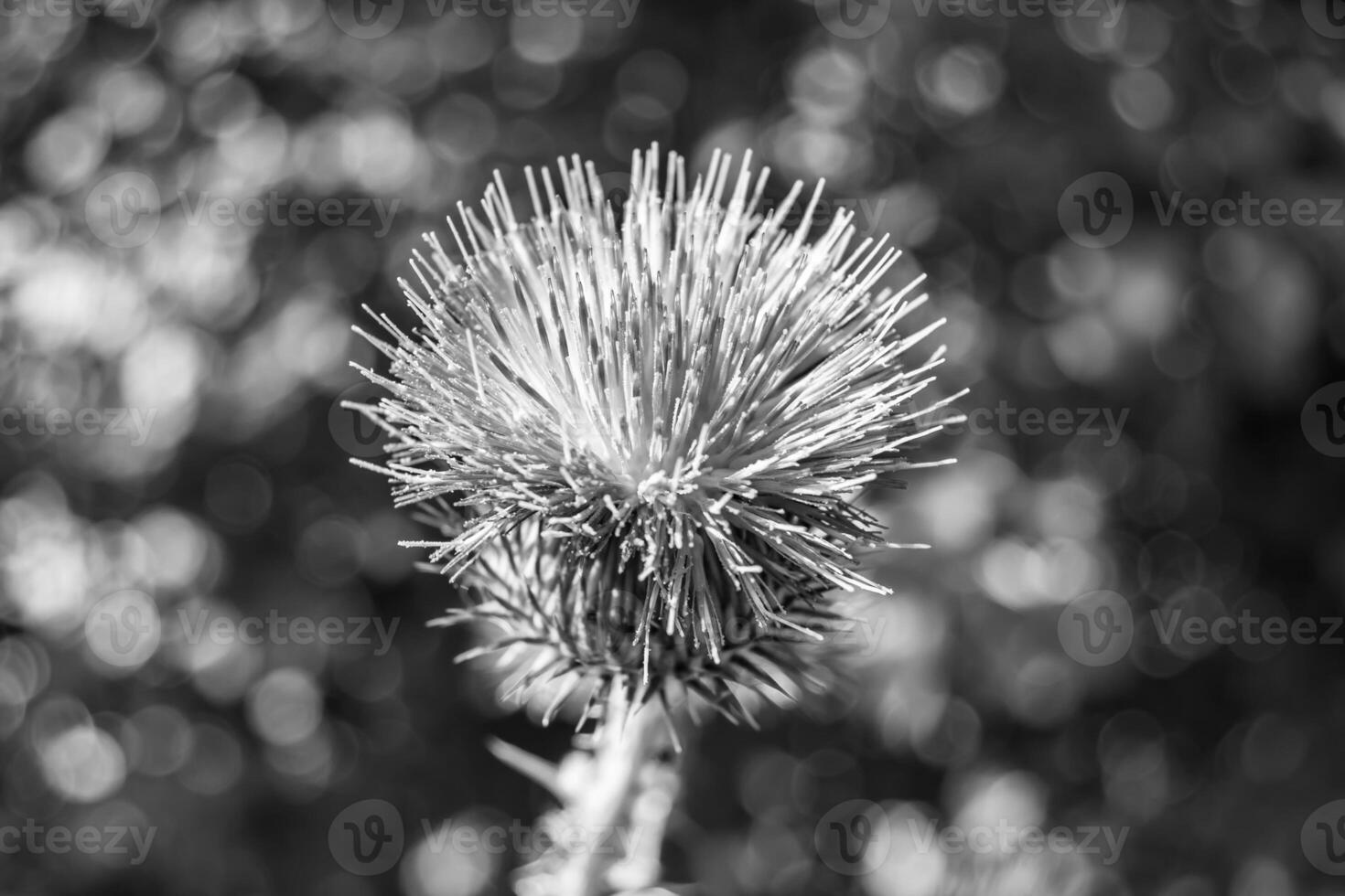 belle racine de fleur de plus en plus bardane chardon sur fond prairie photo