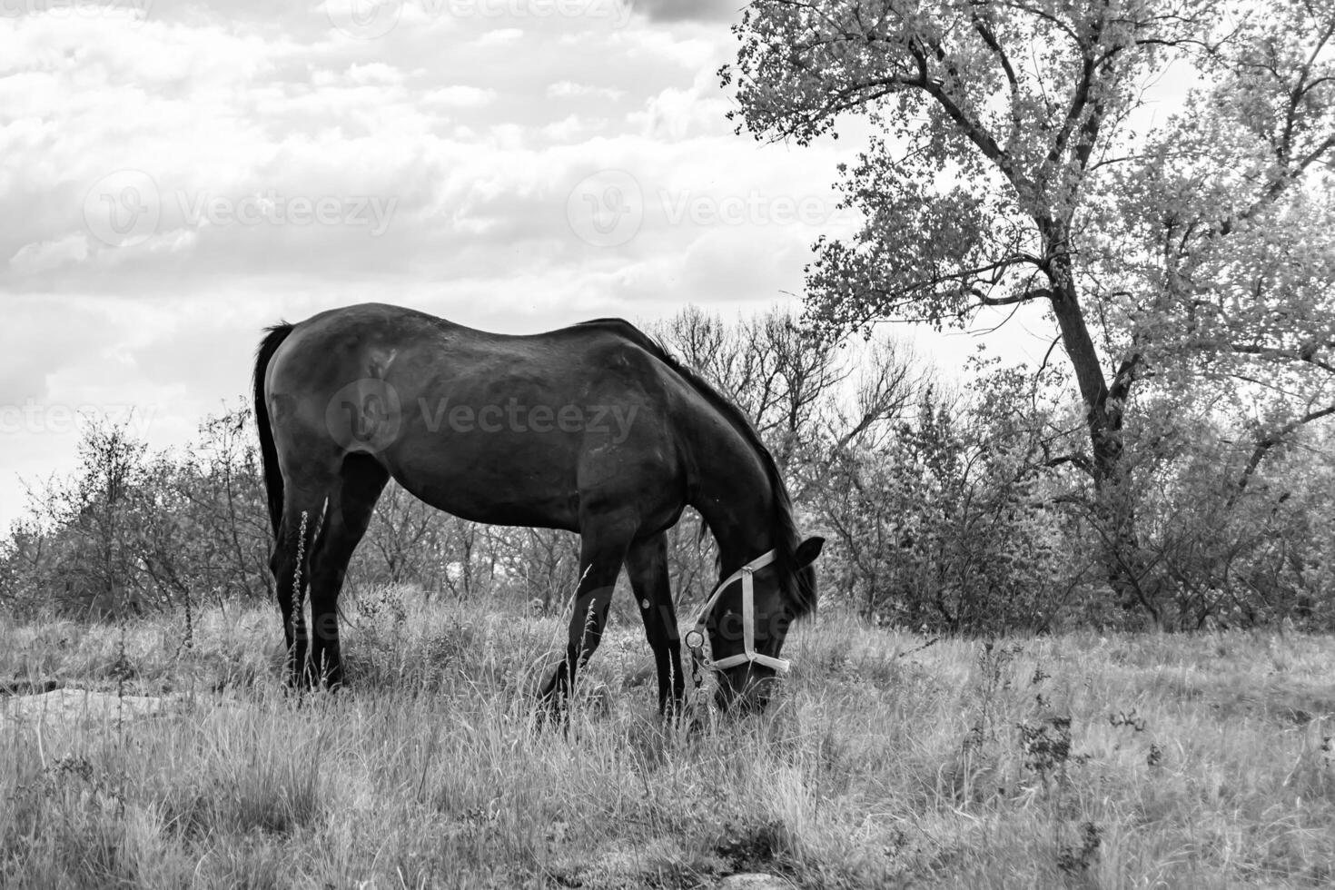 Bel étalon cheval brun sauvage sur la prairie de fleurs d'été photo