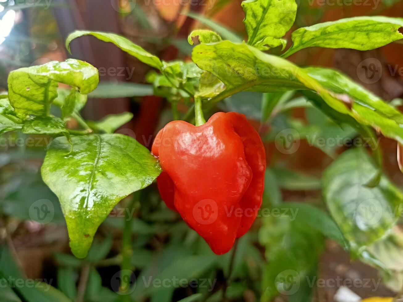 habanero piments chaud papper Gendot photo