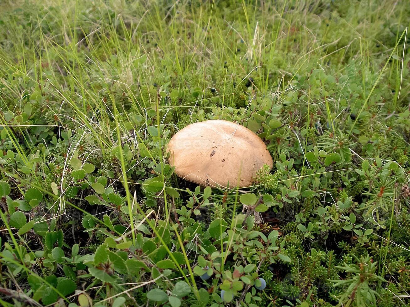 comestible champignons dans le forêt litière. champignons dans le forêt-t photo