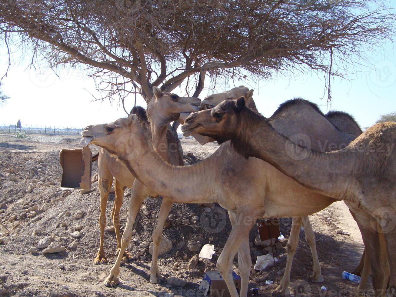 chameaux dans le désert photo
