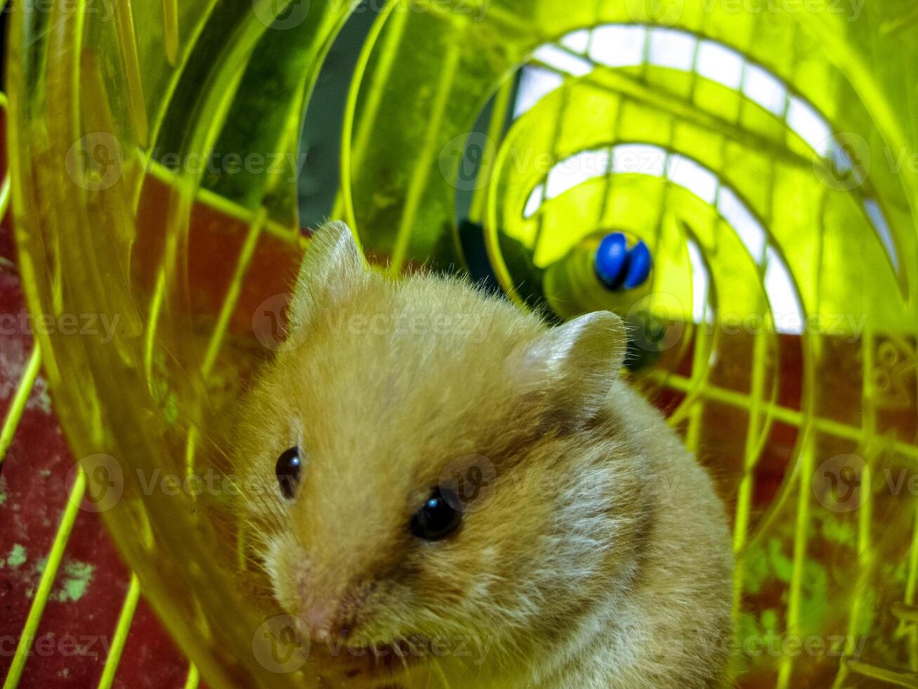 hamster Accueil dans en gardant dans captivité. hamster fonctionnement roue. rouge hamster photo