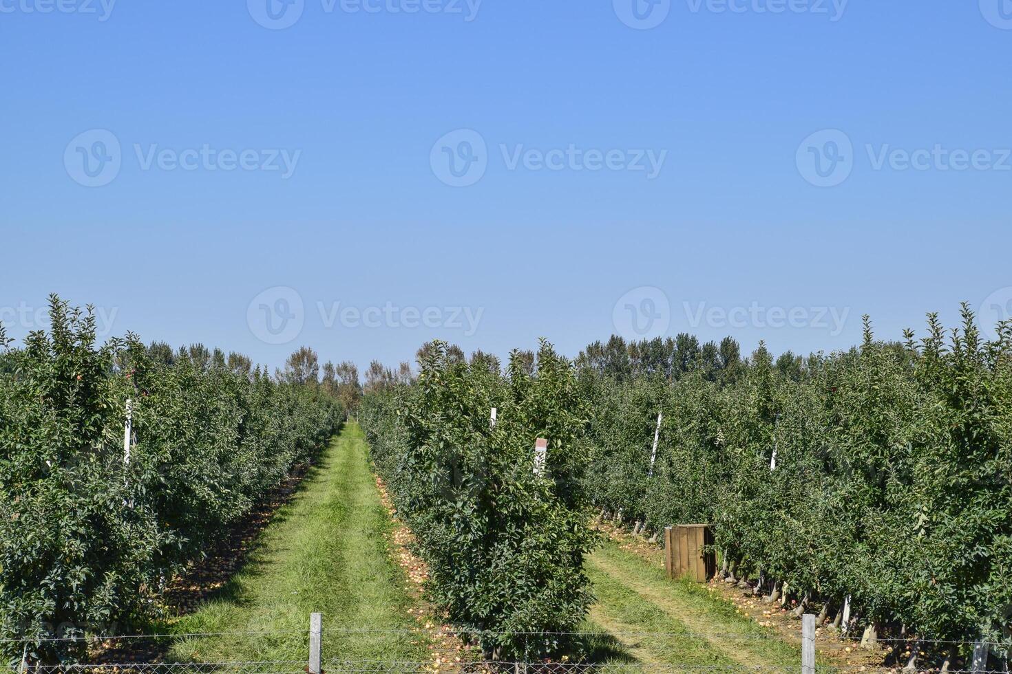 Pomme verger. Lignes de des arbres et le fruit de le sol en dessous de t photo