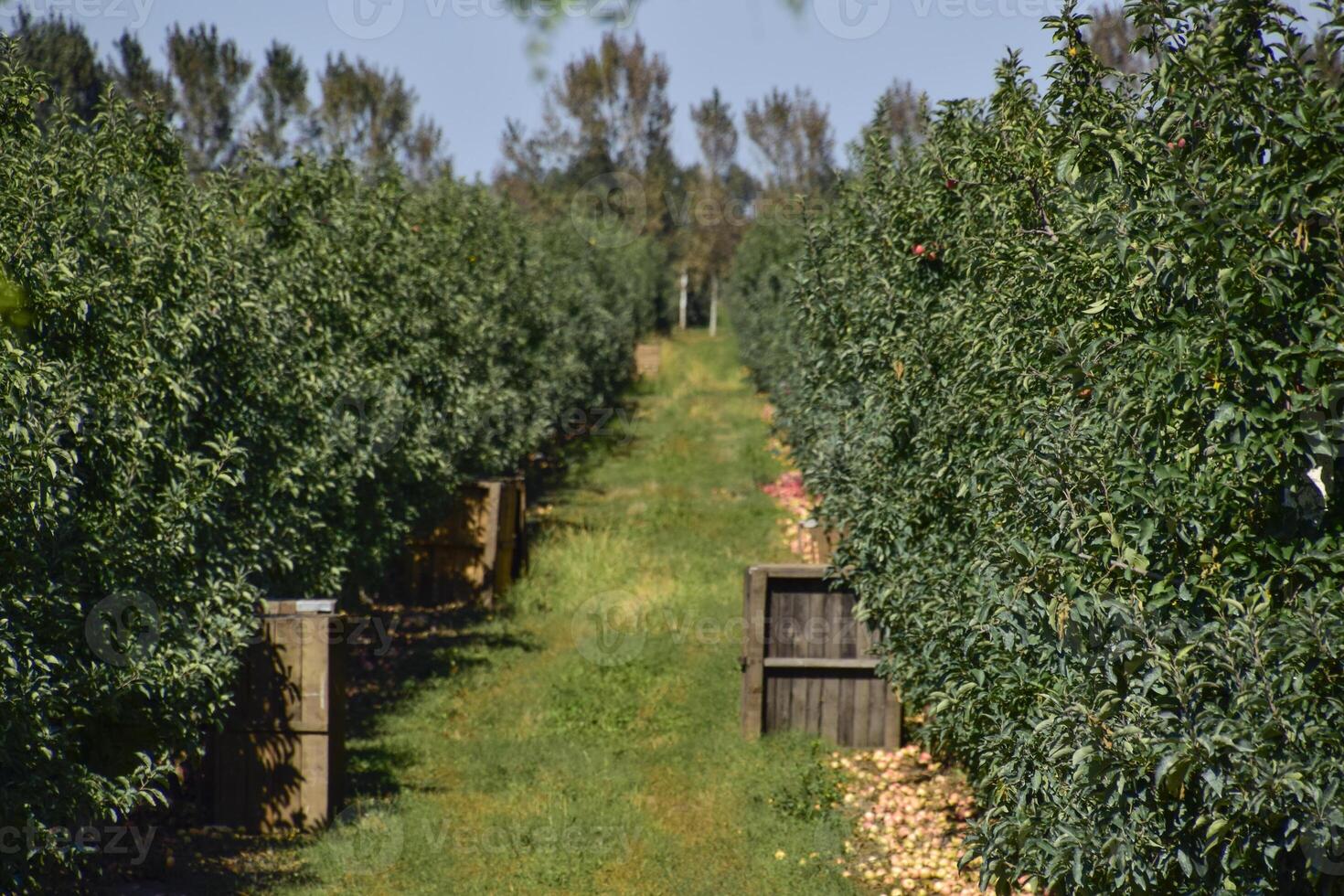 Pomme verger. Lignes de des arbres et le fruit de le sol en dessous de t photo