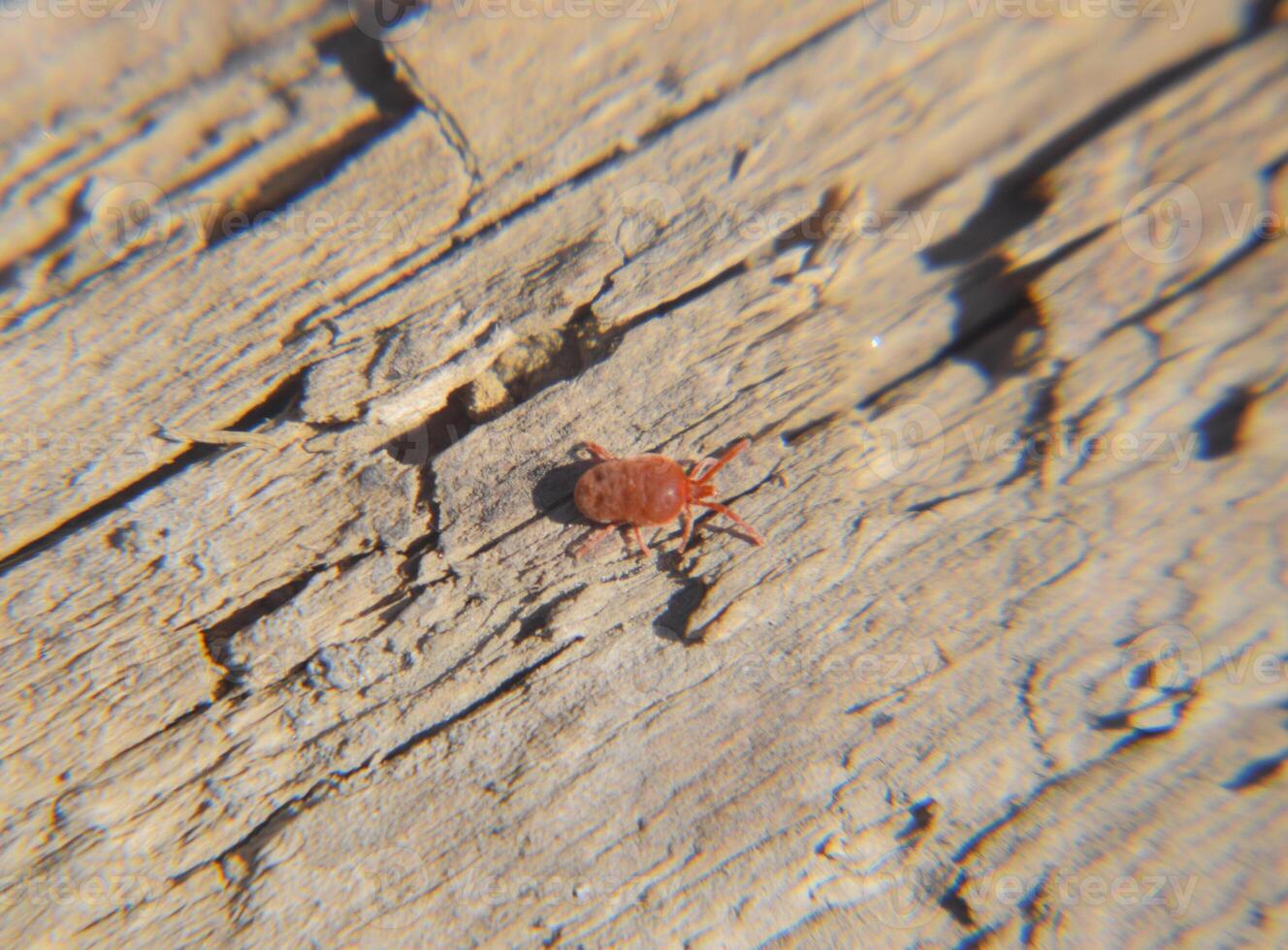 proche en haut macro rouge velours mite ou trombidiidés photo