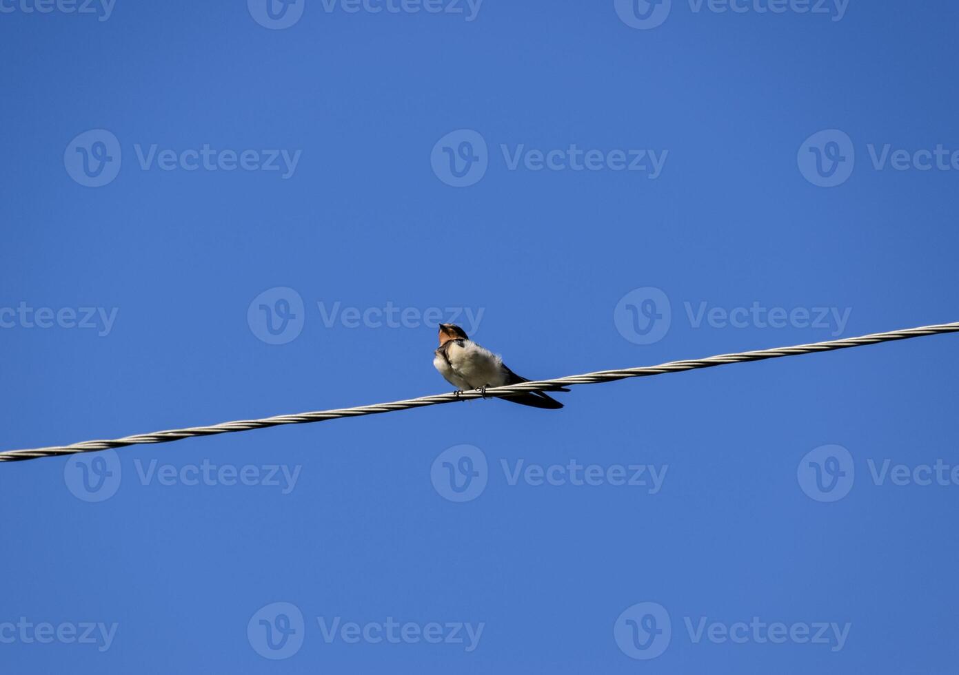 avale sur le fils. avale contre le bleu ciel. le hirondelle photo