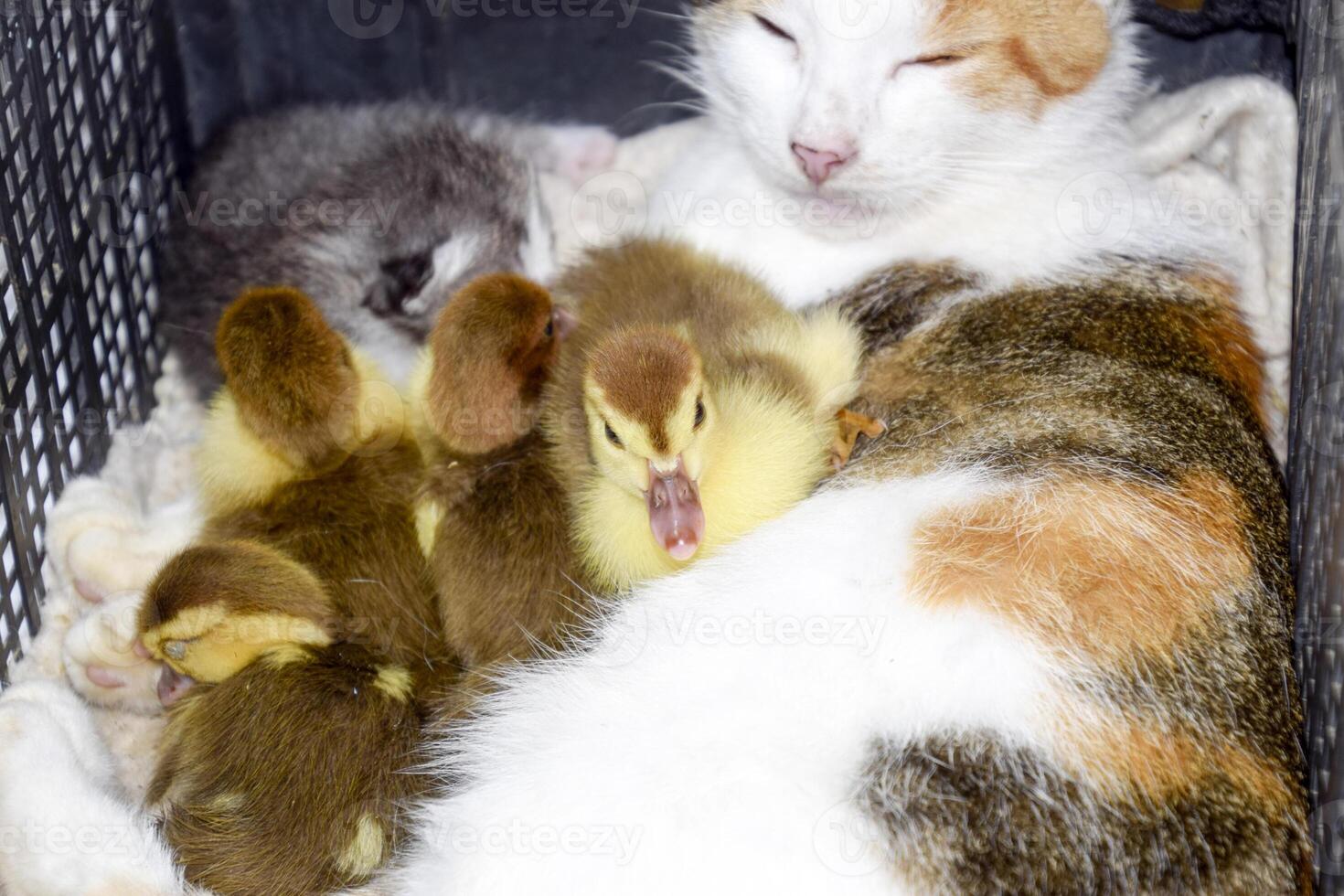 chat favoriser mère pour le canetons photo