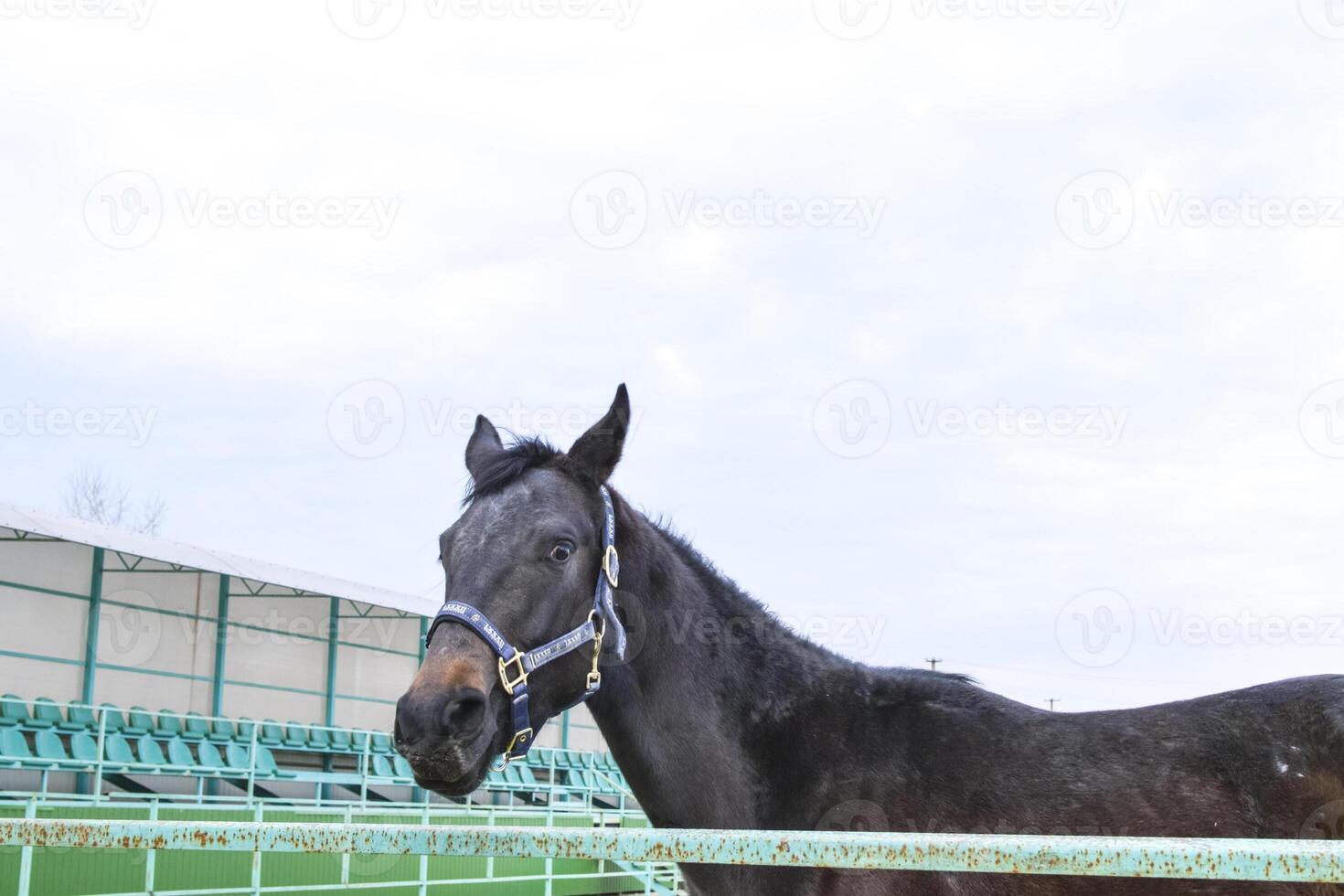 le cheval marchait autour le stade photo