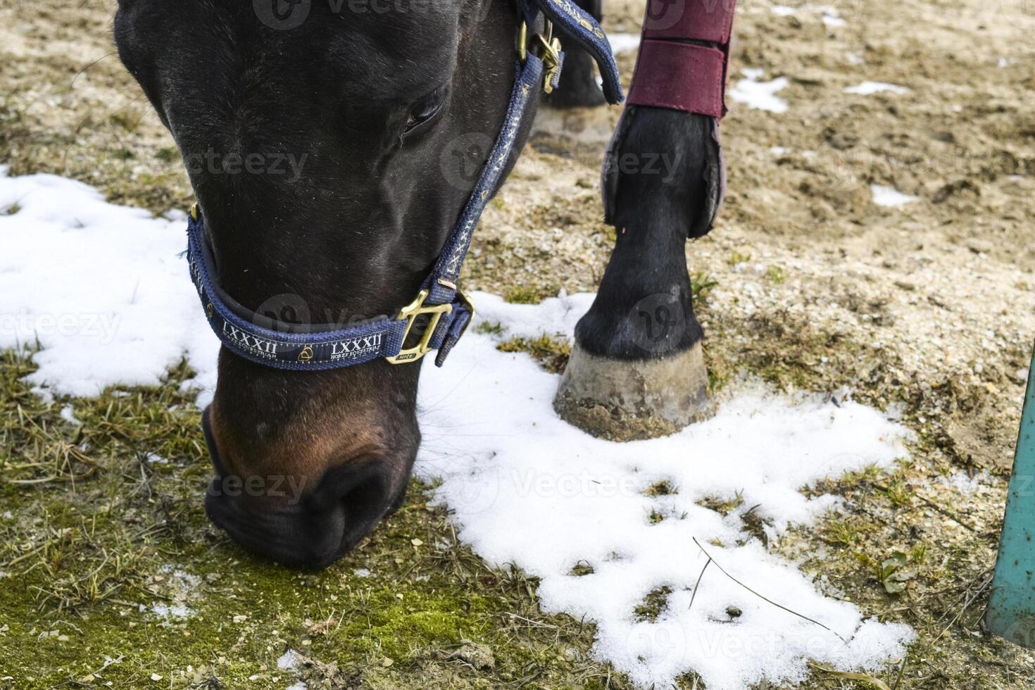 le cheval marchait autour le stade photo