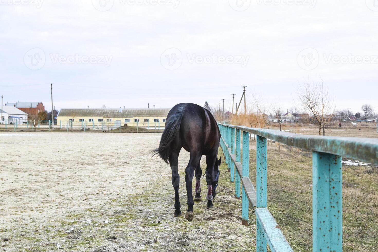 le cheval marchait autour le stade photo