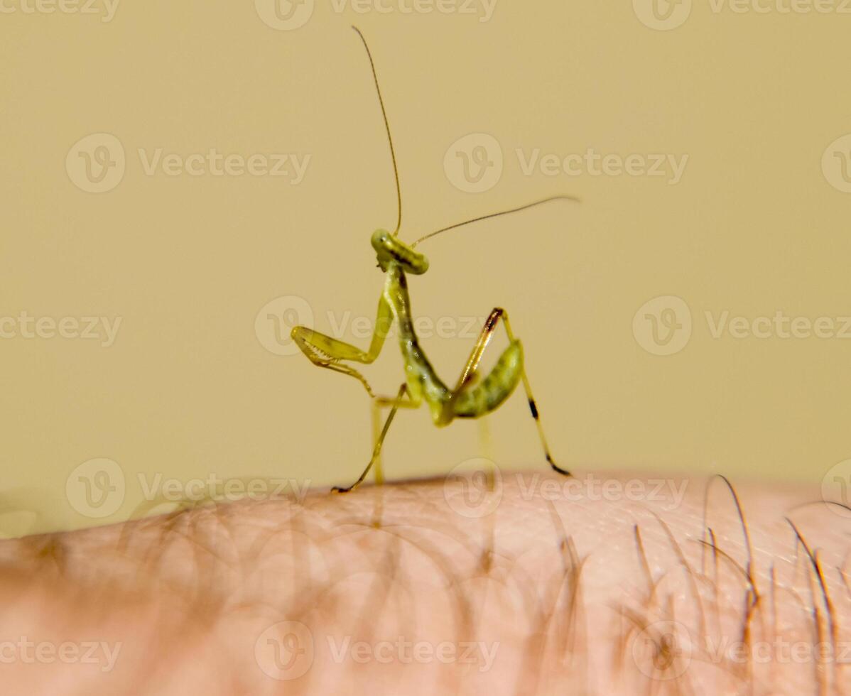 larve de le mante. nymphe mante, croissance insecte. photo