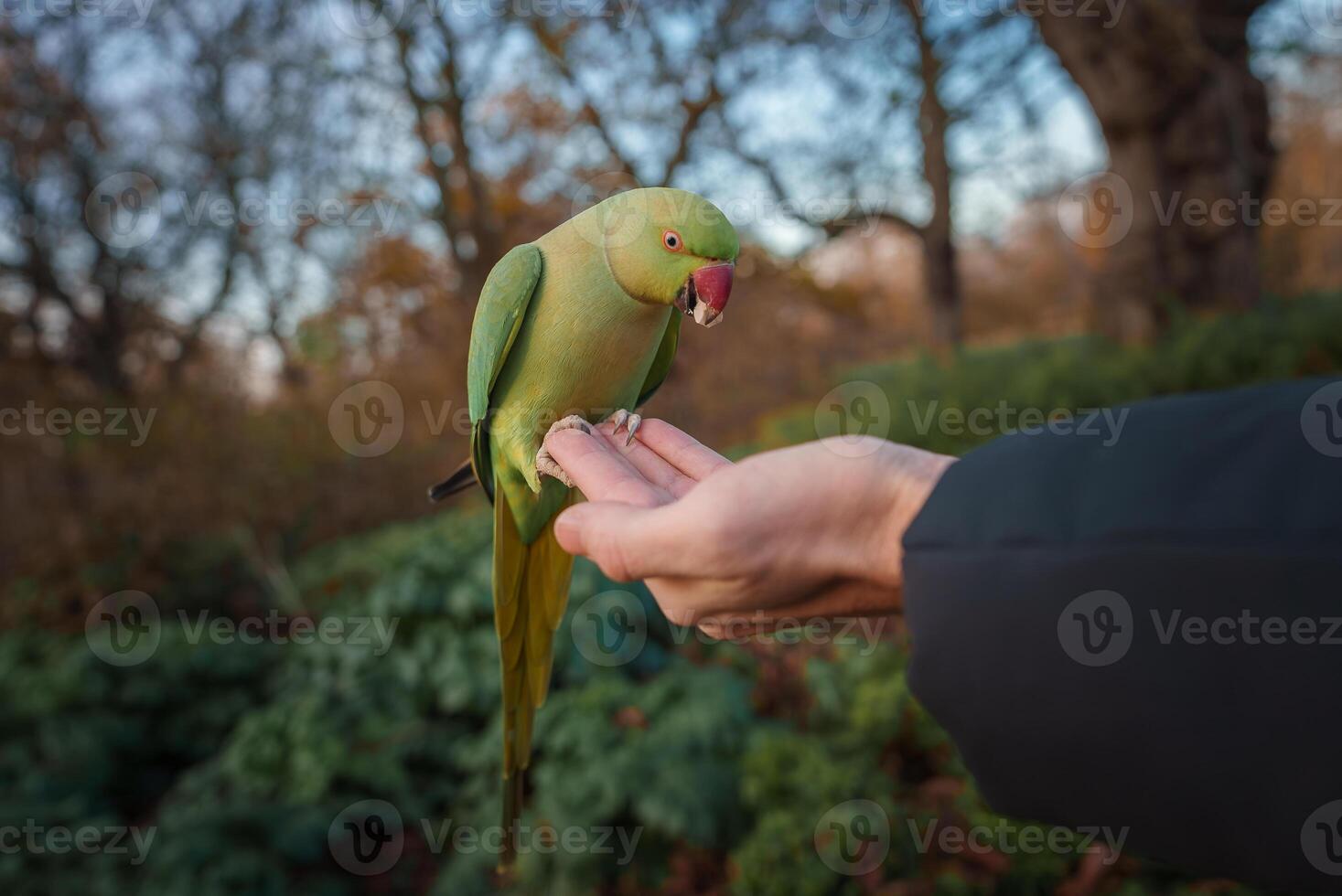 perruche avec vert plumes perché sur main, de Londres froid parc scène photo