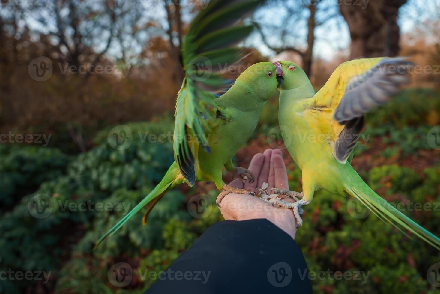 individuel donnant nourriture à vert perruches dans une Londres parc à crépuscule photo