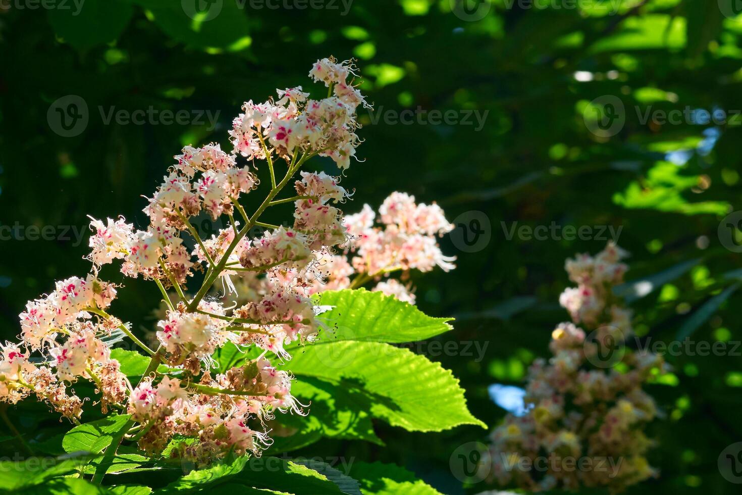 mignonne luxuriant châtaigne fourrés avec parfumé printemps fleurs photo