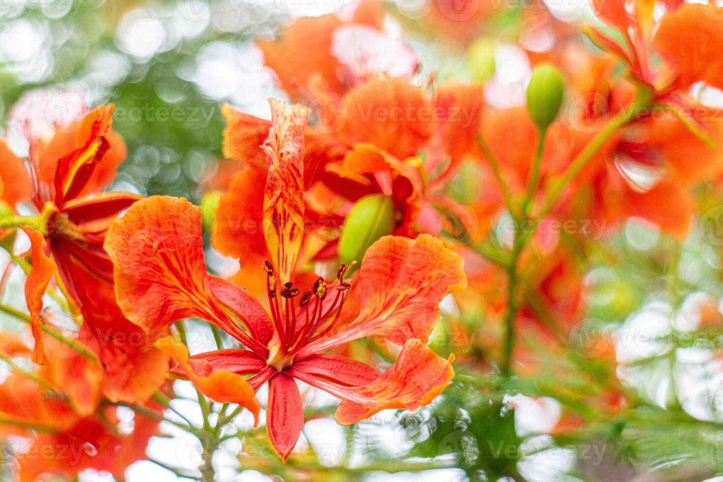 flamme arbre ou Royal poinciana fleur épanouissement dans jardin photo