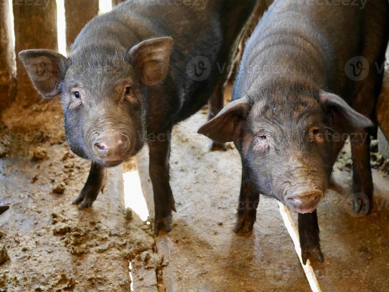 beaucoup noir porc, étaient élevé dans une en bois stylo dont fourrure sur le corps a été sale de le sol dans le stylo, élevé pour vente car il est porc cette chapeau graisse inséré le long de le muscles, à porc concept photo